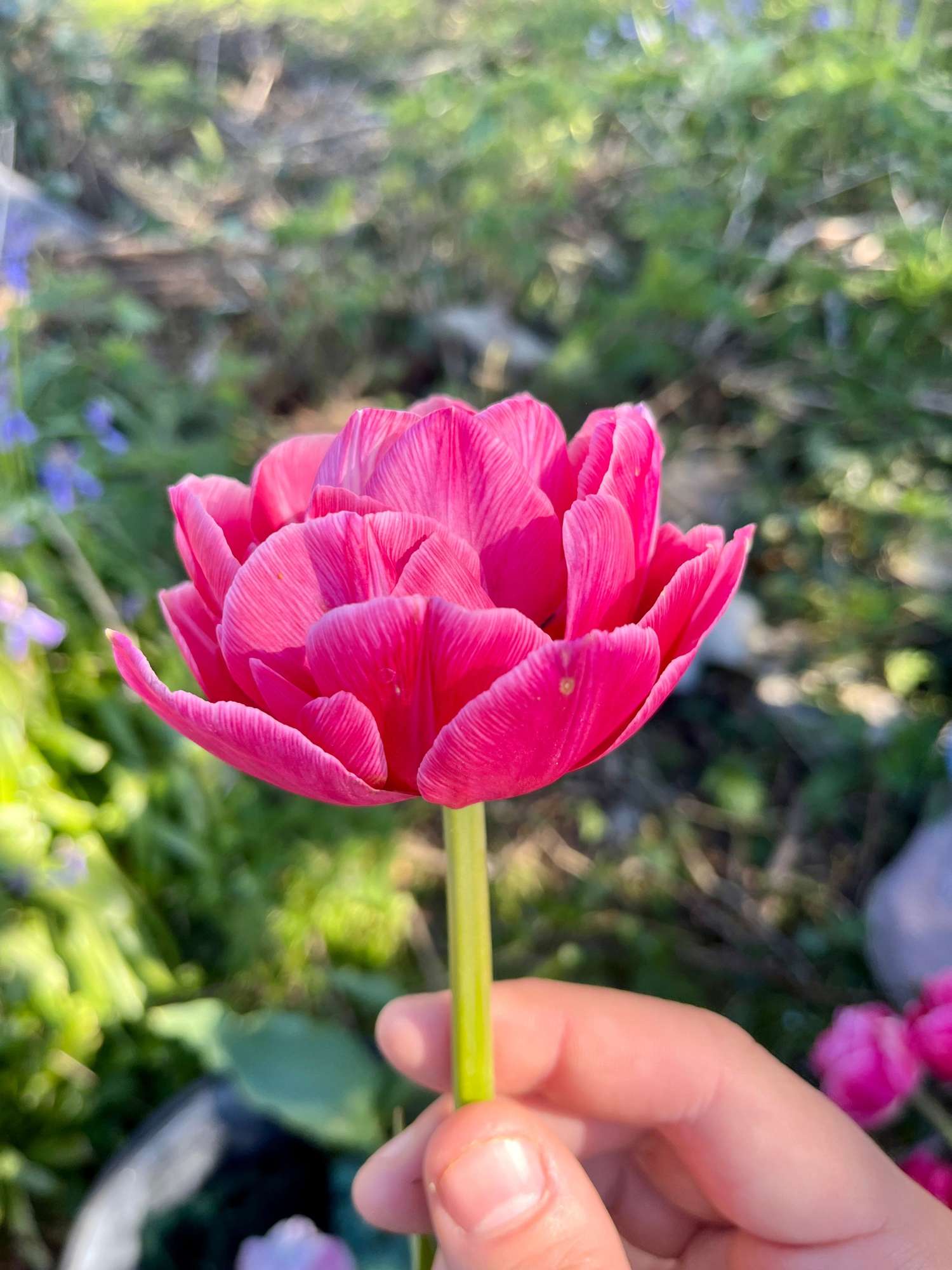 Tulppaani 'Aveyron'